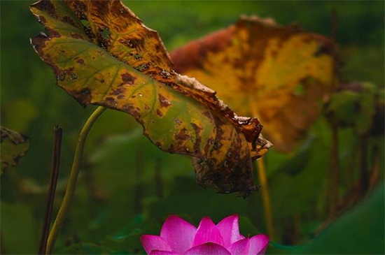 荷花叶子发黑枯萎如何办,增加光照或者更换盆土