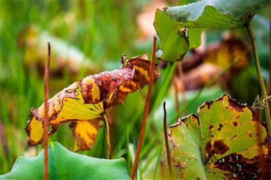 荷花叶子发黑枯萎如何办,增加光照或者更换盆土