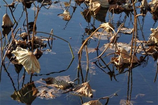 荷花叶子发黑枯萎如何办,增加光照或者更换盆土