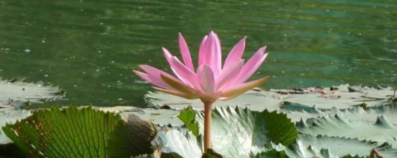 荷花的种植及其留意事项