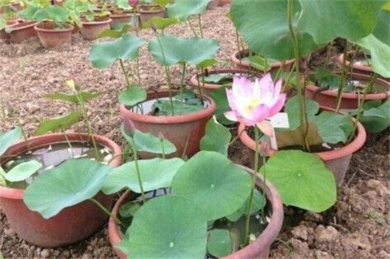 荷花的种植及其留意事项