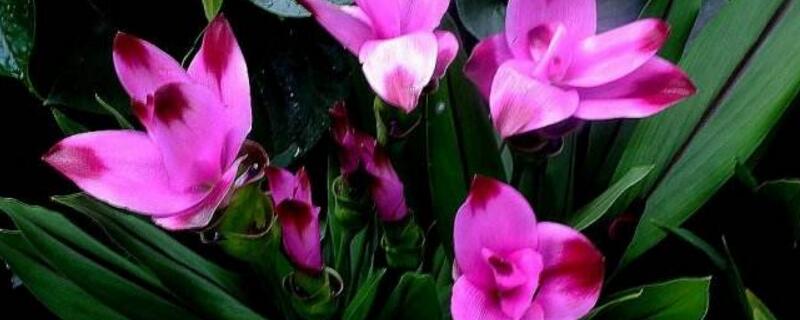 姜荷花如何过冬