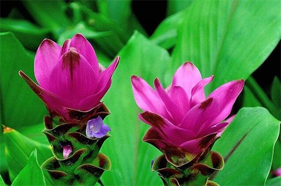 姜荷花如何过冬