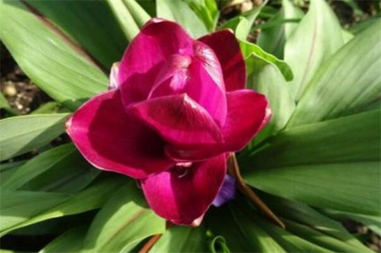 姜荷花如何过冬