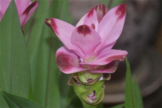 姜荷花如何过冬