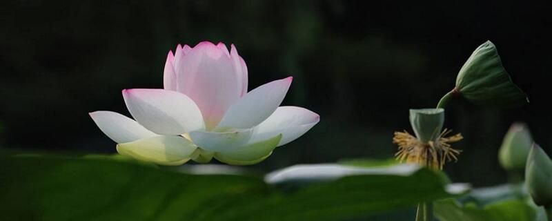 荷花烂根是如何回事