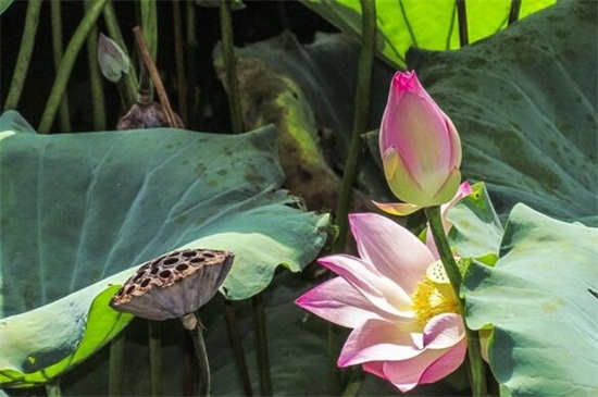 荷花烂根是如何回事