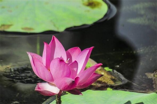 荷花烂根是如何回事