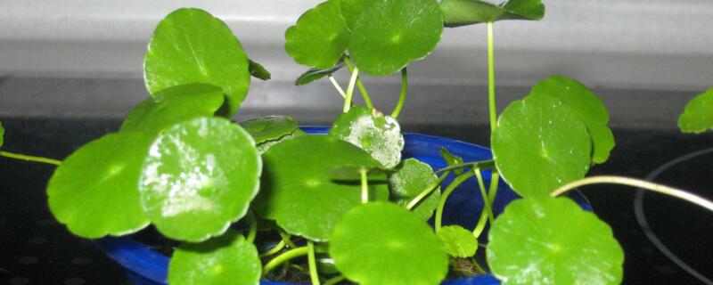 荷花种子的种植办法