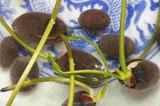 荷花种子的种植办法