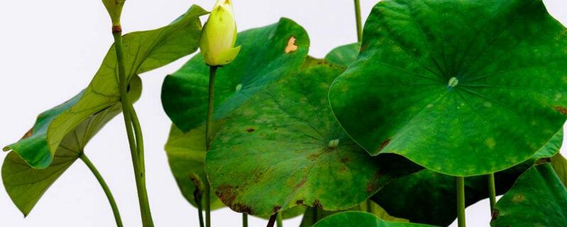 盆栽荷花为何不现蕾不开花