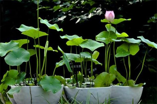 盆栽荷花为何不现蕾不开花