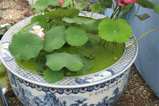 盆栽荷花为何不现蕾不开花