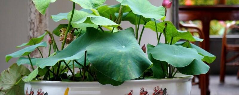 如何样在家里养荷花