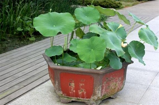 如何样在家里养荷花