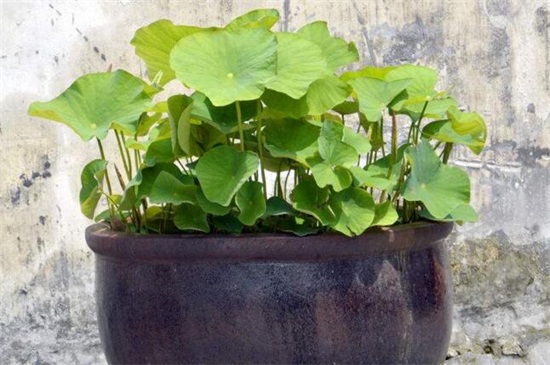 如何样在家里养荷花