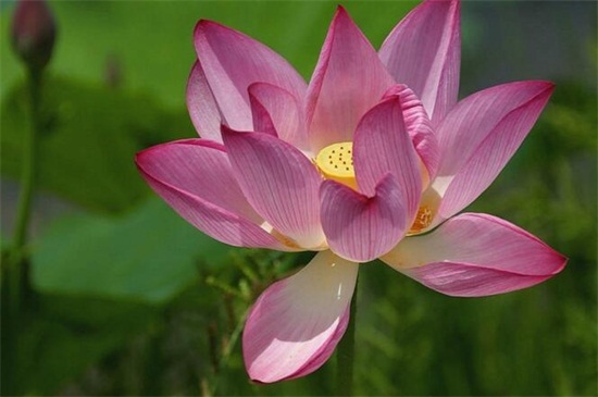 荷花的风水作用和禁忌