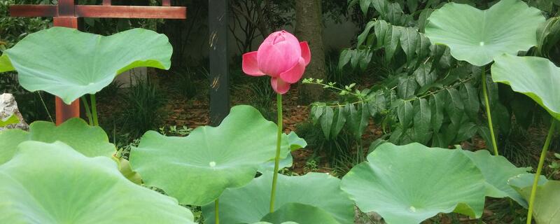 家庭荷花的养殖办法