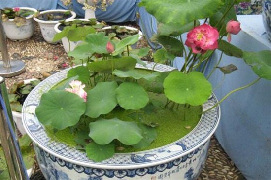 家庭荷花的养殖办法