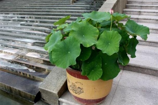 家庭荷花的养殖办法