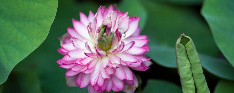 荷花夏季如何养