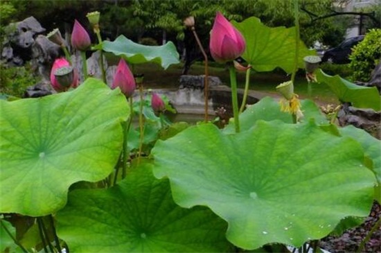 荷花夏季如何养