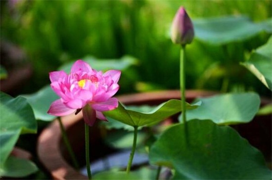 荷花夏季如何养