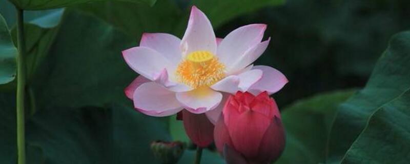 摘下来的荷花如何养