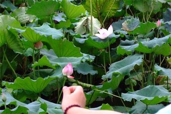 摘下来的荷花如何养