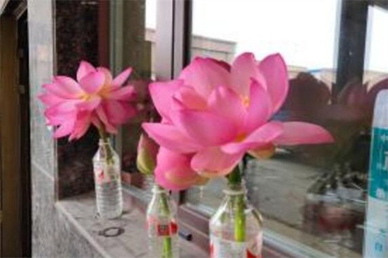 摘下来的荷花如何养