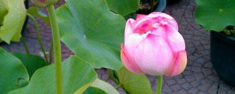 观赏荷花的种植办法