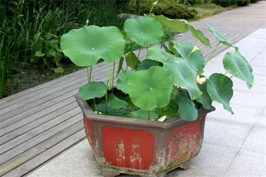 观赏荷花的种植办法