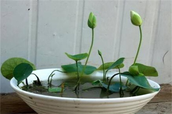 观赏荷花的种植办法