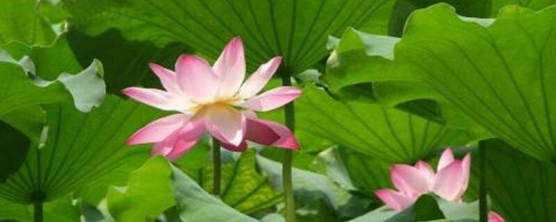荷花的栽培办法