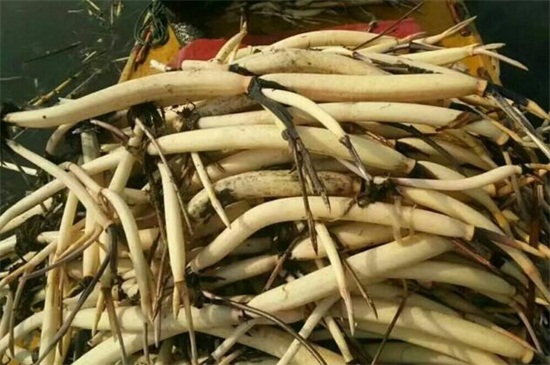 荷花的栽培办法