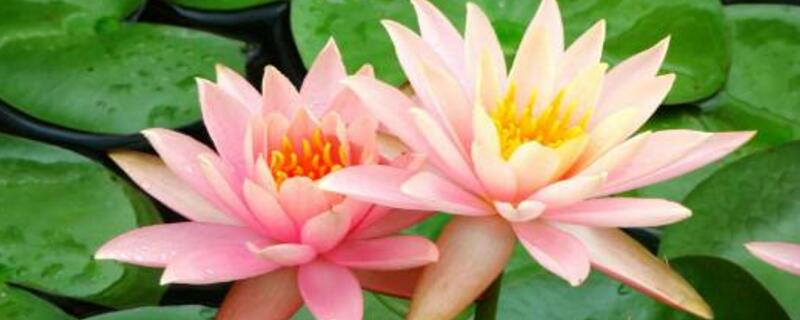 荷花花期如何养护