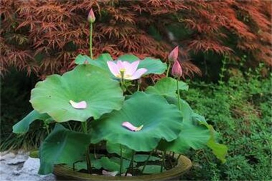 荷花花期如何养护