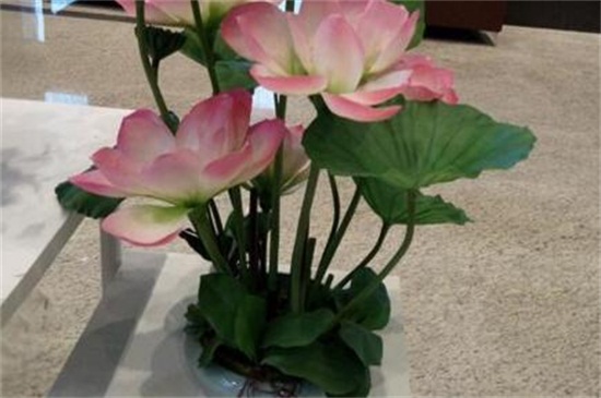 荷花花期如何养护