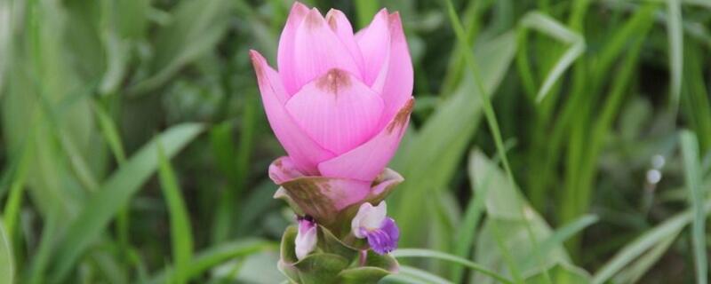 盆栽姜荷花如何养