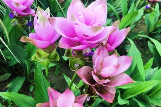 盆栽姜荷花如何养