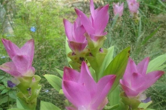 盆栽姜荷花如何养