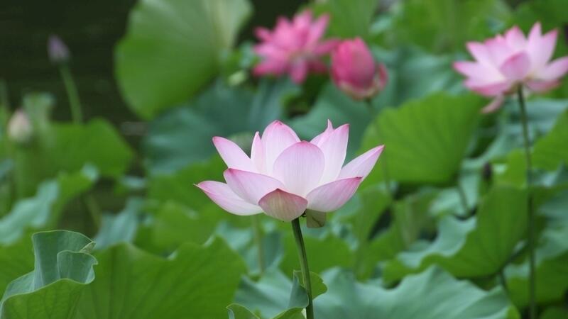 荷花的养殖办法和留意事项