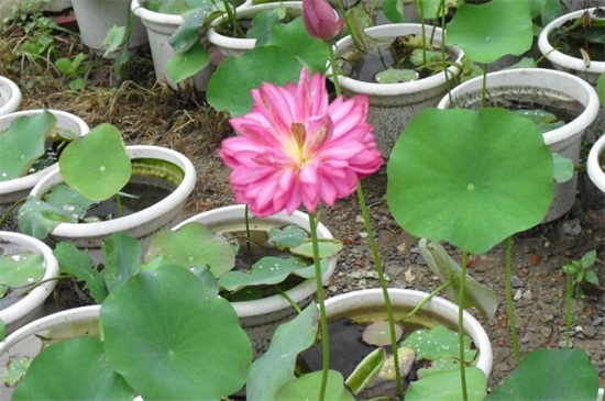 荷花的养殖办法和留意事项