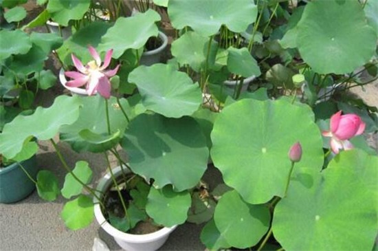 荷花的养殖办法和留意事项