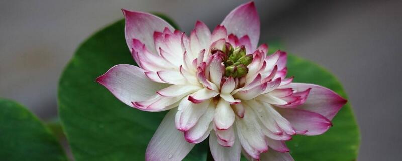 家养荷花为何不开花