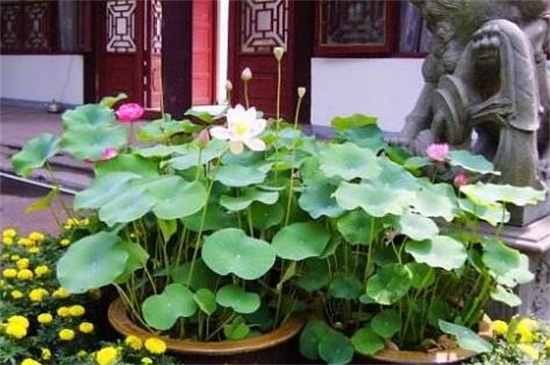 家养荷花为何不开花