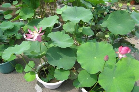 家养荷花为何不开花