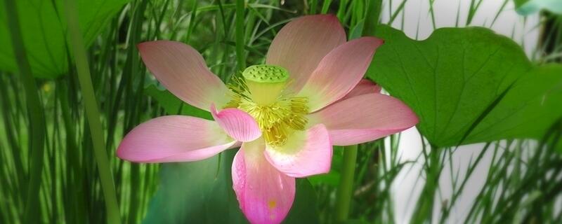 水培荷花的养殖办法