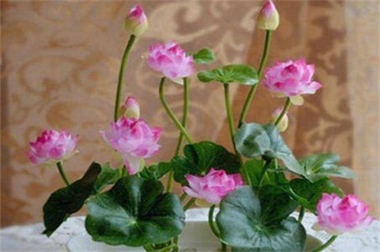 水培荷花的养殖办法