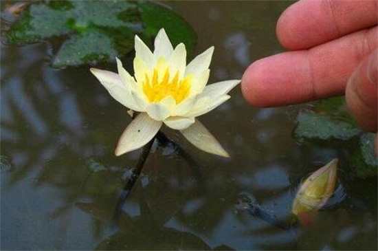 水培荷花的养殖办法